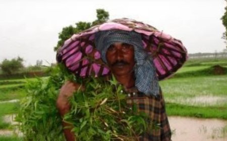 विशेष लेख : छत्तीसगढ़ की पहली पारम्परिक लोक पर्व हरेली