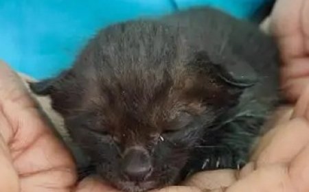 काली बिल्ली को समझा ब्लैक पैंथर, रायपुर घूमकर जंगल लौटी बिल्ली