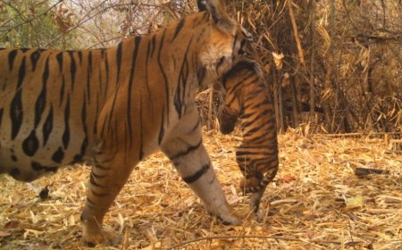 अंतरराष्ट्रीय बाघ दिवस पर उपमुख्यमंत्री अरुण साव का संदेश – बाघ संरक्षण में जनभागीदारी ज़रूरी