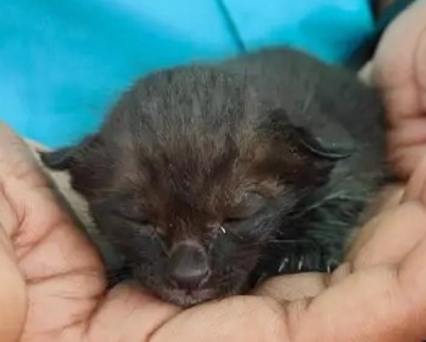 काली बिल्ली को समझा ब्लैक पैंथर, रायपुर घूमकर जंगल लौटी बिल्ली