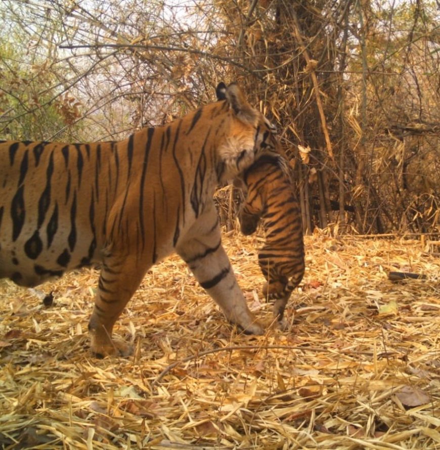 अंतरराष्ट्रीय बाघ दिवस पर उपमुख्यमंत्री अरुण साव का संदेश – बाघ संरक्षण में जनभागीदारी ज़रूरी