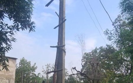 करंट के जाल में फंसे हाथी, वन्यजीवों और आम लोगों के लिए बढ़ता खतरा!