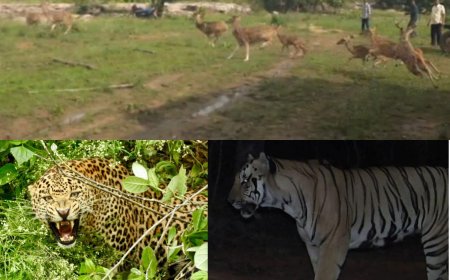 बाघ और हिरण: जंगल में संतुलन की नई पहल