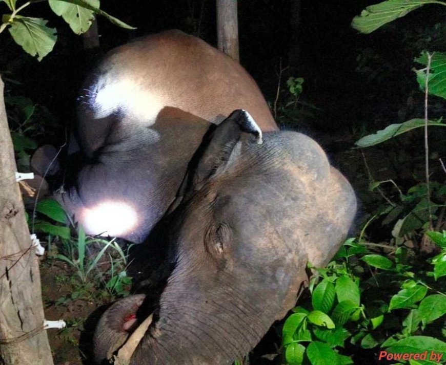 करंट के जाल में फंसे हाथी, वन्यजीवों और आम लोगों के लिए बढ़ता खतरा!