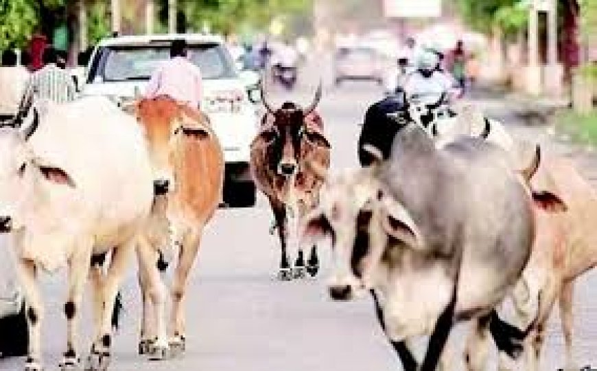 आवारा पशुओं को खुले में छोड़ने पर अब होगी जेल 