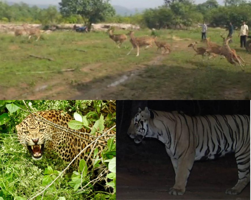 बाघ और हिरण: जंगल में संतुलन की नई पहल