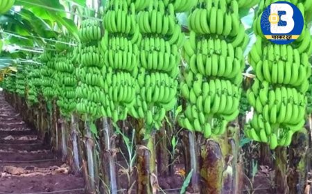 छुरिया क्षेत्र में बीमा घोटाला – चना फसल के नाम पर करोड़ों की हेराफेरी का पर्दाफाश!