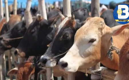 बिलासपुर में NH-49 पर नशे में धुत ट्रेलर चालक ने 19 गोवंशों को कुचला, 15 की दर्दनाक मौत.