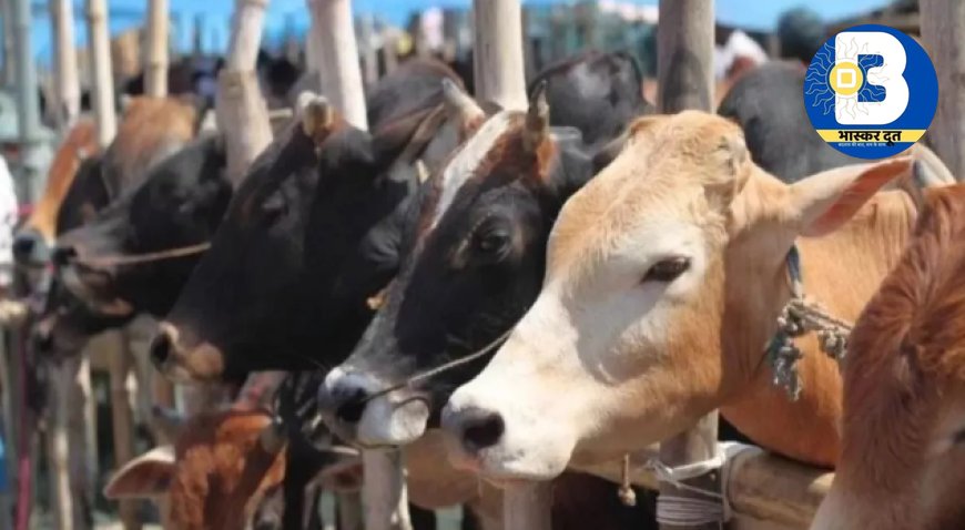 बिलासपुर में NH-49 पर नशे में धुत ट्रेलर चालक ने 19 गोवंशों को कुचला, 15 की दर्दनाक मौत.