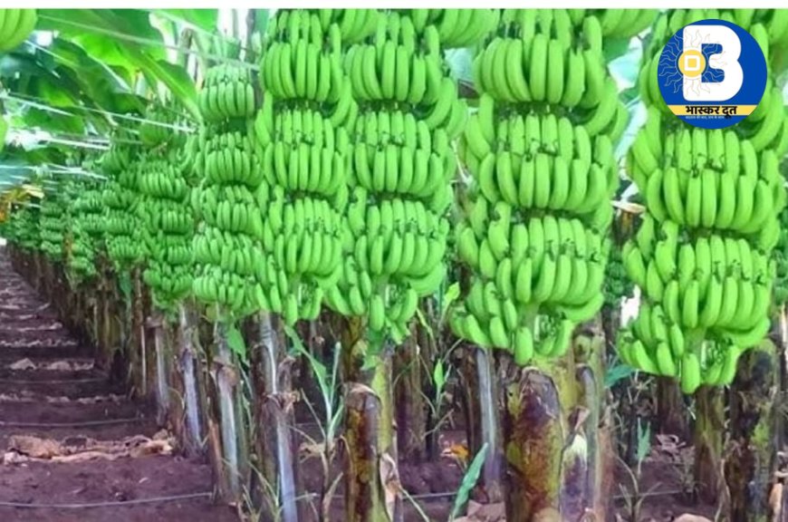 छुरिया क्षेत्र में बीमा घोटाला मामले पर बड़ा खुलासा के बाद जिला प्रशासन ने दीया जांच का आदेश